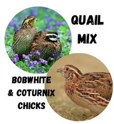 🐣✨ Introducing Our New Quail MIX! 🐥🎉

Can&rsquo;t decide between Coturnix Quail and Northern Bobwhite Quail? Now you don&rsquo;t have to!

With our Quail MIX, you&rsquo;ll get a 50/50 blend of these two amazing breeds&mdash;perfect for variety and