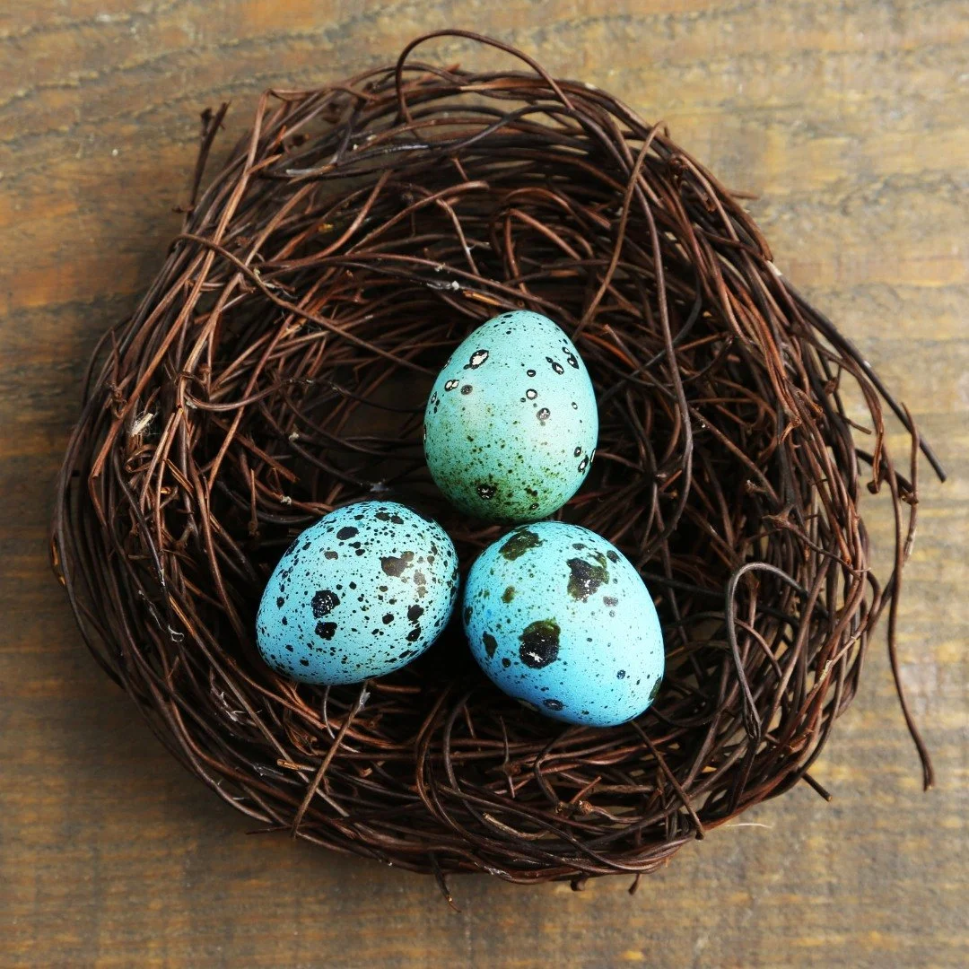 🗣🗣Announcement about our Celadon Coturnix.🐣🐣🐣*️⃣*️⃣*️⃣

Wow our Celadons have been popular!! We are having some extreme cold weather here in wisconsin and our celadons still aren't laying enough eggs yet. 👉👉All Celadons orders will be moved ba