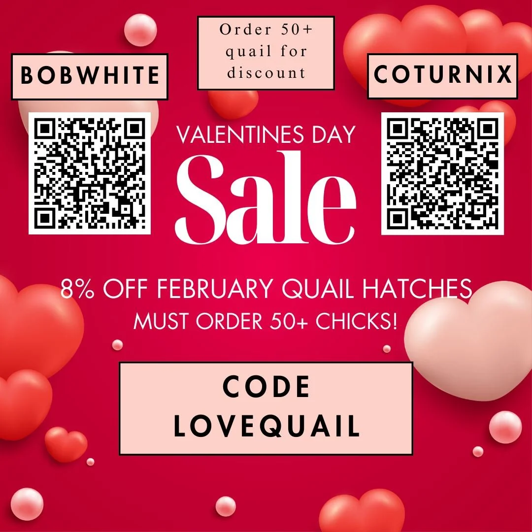 Happy Valentines Day Sale! Feb 14 - 16 ONLY

Order 50+ Quail chicks for 8% off. Code LOVEQUAIL
Apply to February hatches only.

Get BOBWHITES now to be flight ready by MAY!
Get COTURNIX now to have EGGS by EARLY APRIL!