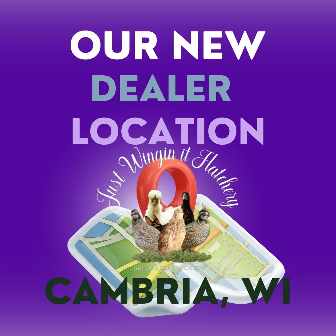 Do you live North of Madison? 

🐣🚜 New Dealer Location Near Pardeeville, WI! 🚜🐣

We now have a dealer location near Pardeeville, WI. Stop at Spingvale Feed and Seed in Cambria WI to order our chicks at a good price! These chicks will be delivered