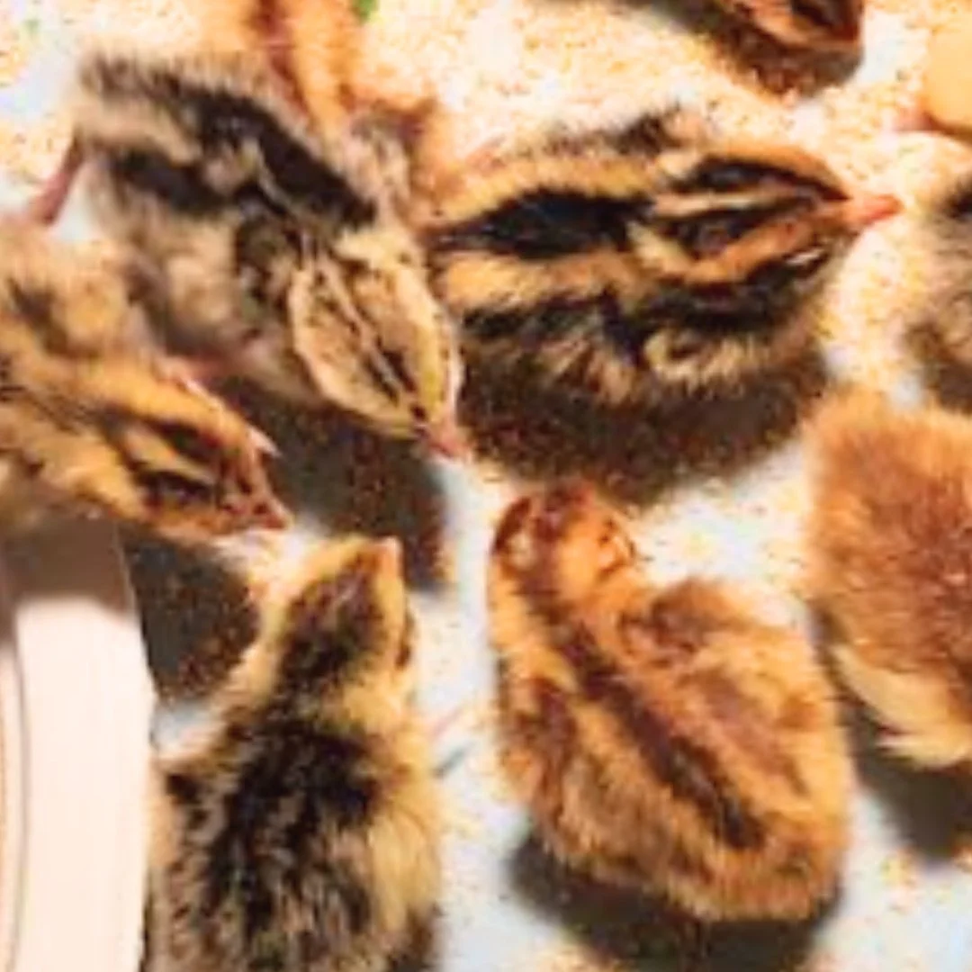🐥✨ Exciting News! ✨🐥

We&rsquo;re thrilled to announce that we have dealer locations this year&mdash;making it easier than ever for you to get your baby chicks! 🐣

FIRST DELIVERY DATE MARCH 19TH! 

We are NOW delivering chicks to Madison WI. They 
