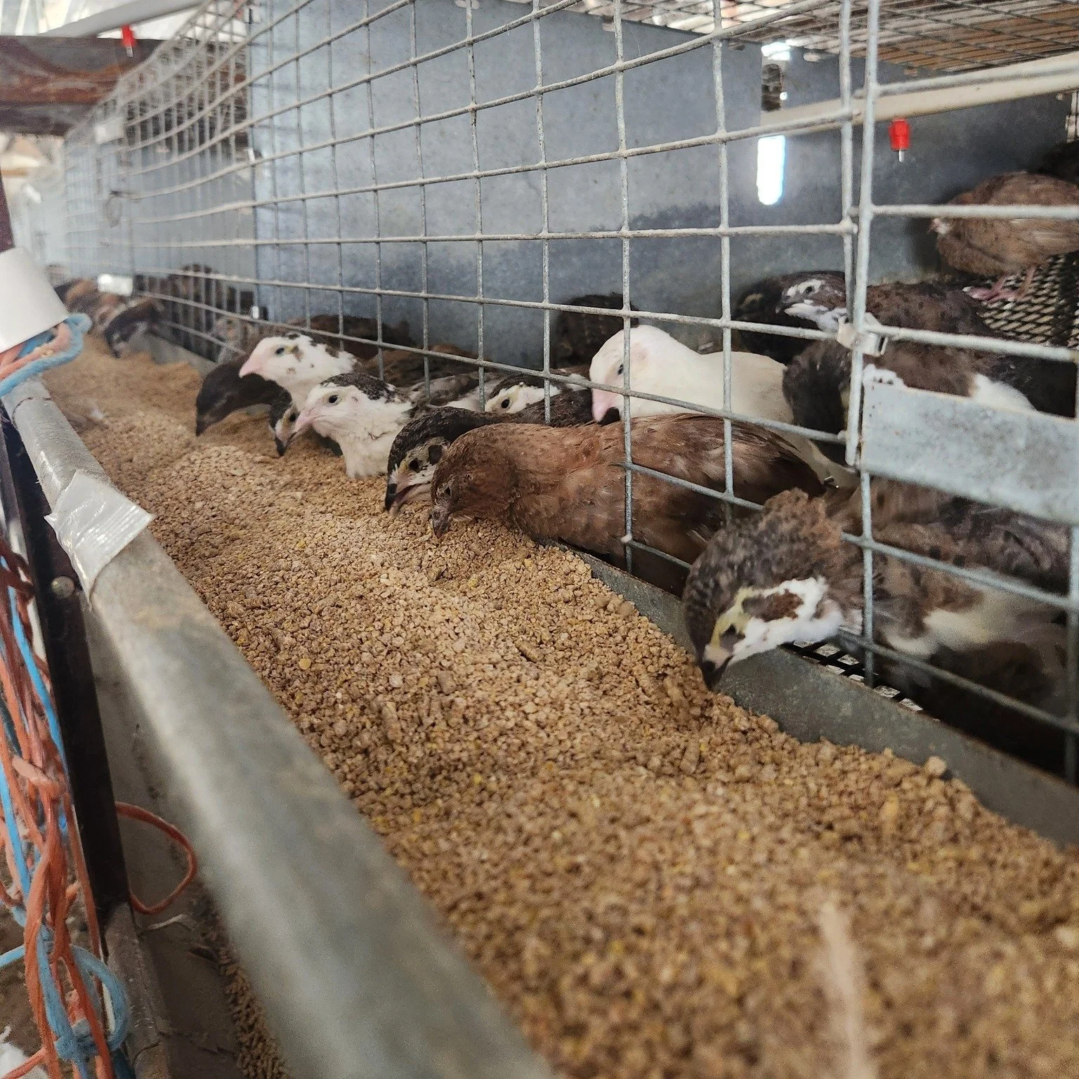 🚀 Everything You Need to Know About Quail and Backyard Poultry! 🐣🍳

I did a quick video to show how to easily navigate and order on our new shop. Please check it out in the link below. We are proud to always offer FREE SHIPPING. As a small busines