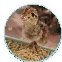 🌿Helping Northern Bobwhite Thrive! 🌿

Did you know that the Northern Bobwhite quail population has declined by over 80% in the last 60 years? 😟 The NRCS&rsquo;s Working Lands for Wildlife program is stepping up to help! Through habitat restoration