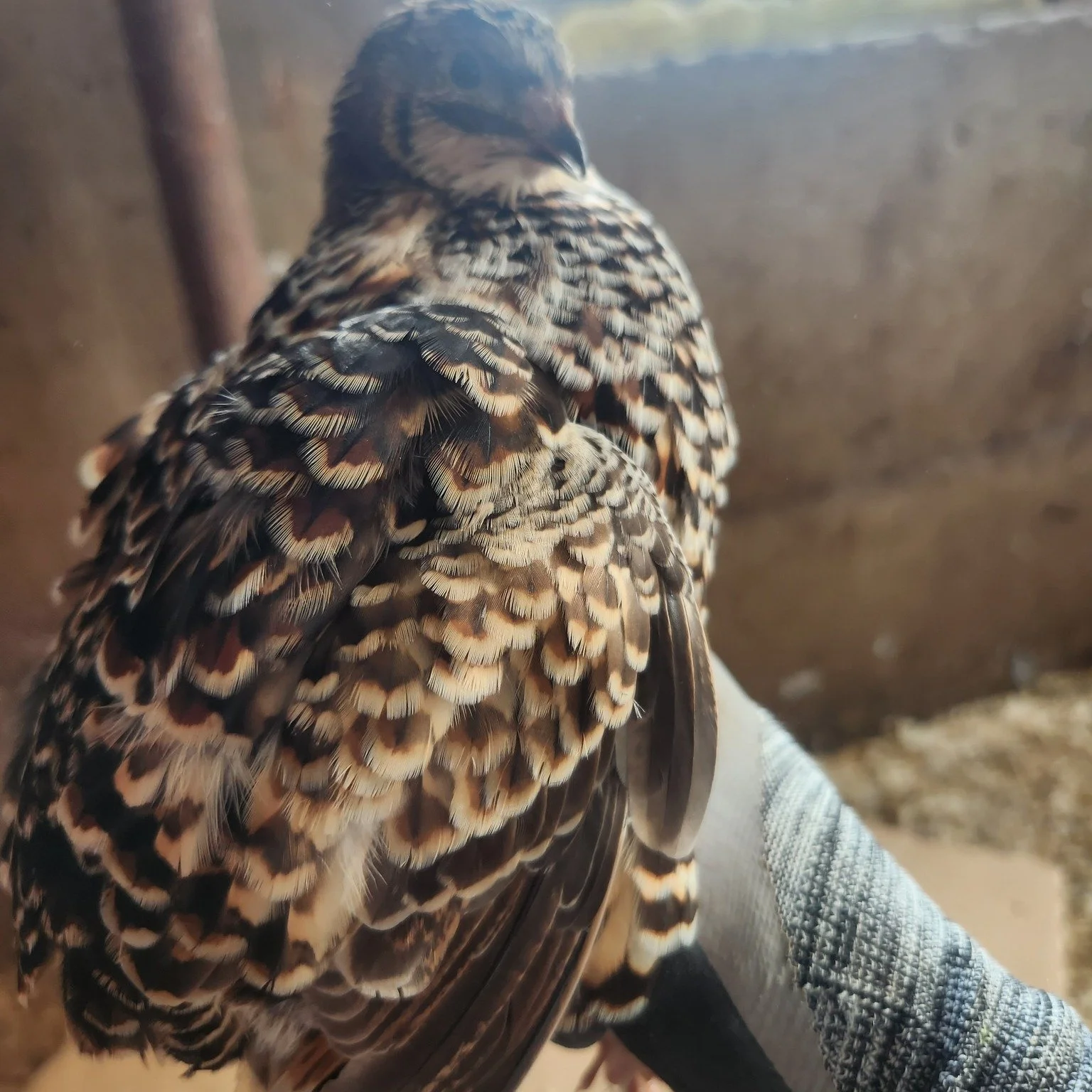 Our Coturnix Quail Assortment!

Exciting news from the quail coop! 🐦✨ We sexed our coturnix breeders earlier this month and couldn&rsquo;t be more thrilled with the results. Check out some of the stunning new colors we have in our assorted coturnix 