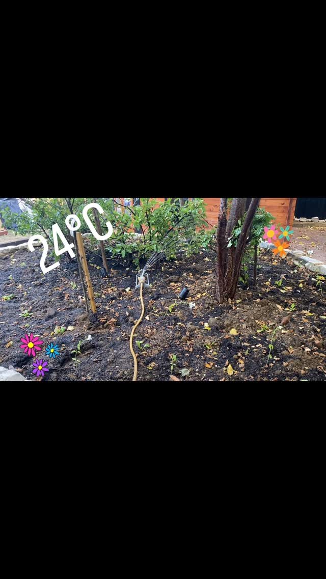 They do not look like much now, but hopefully with some tlc they will really bloom.
#samsonprojectsuk #northamptonbusiness #homeimprovementuk #renovationproject #gardenrenovation