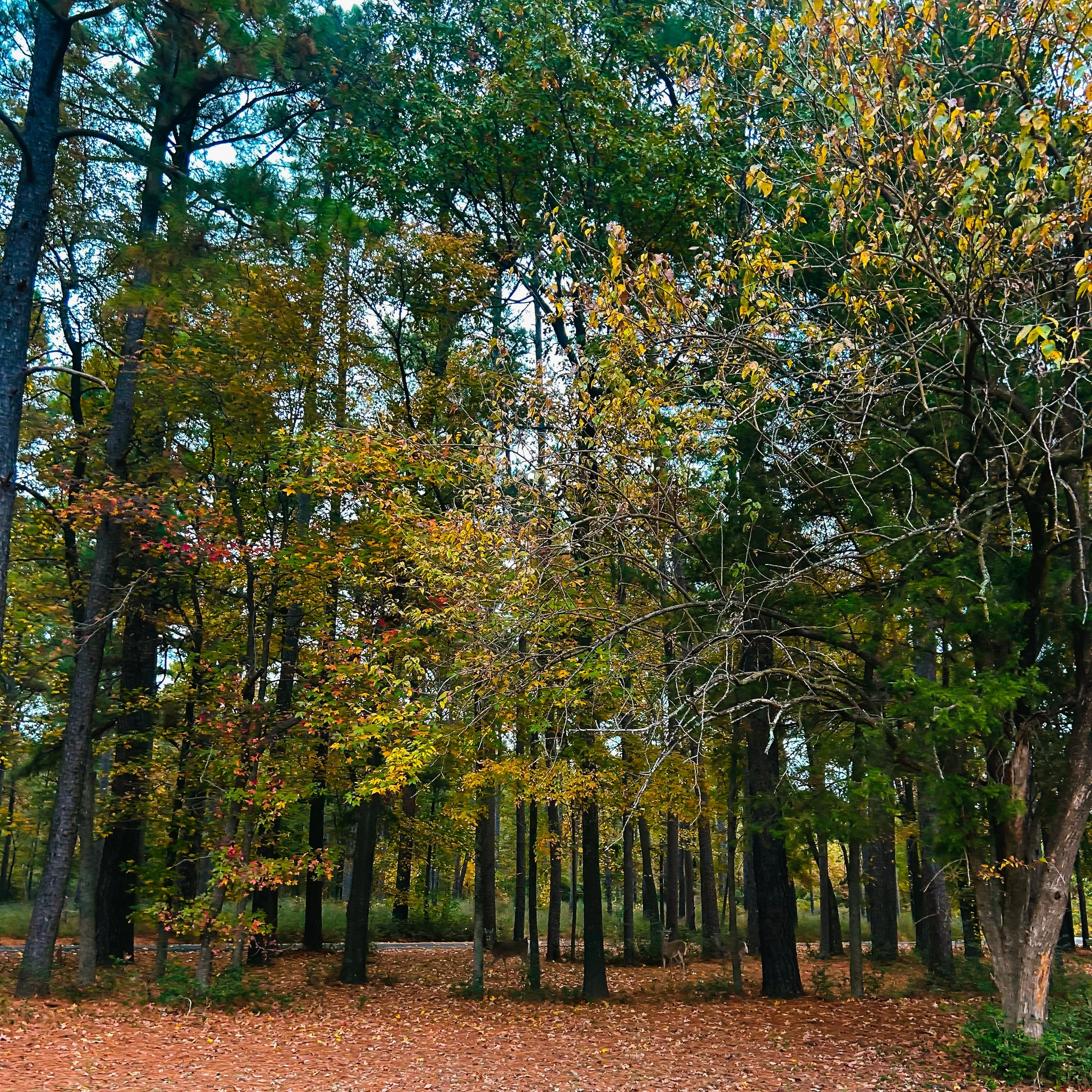 Self-Compassion: The Missing Ingredient in Personal Growth