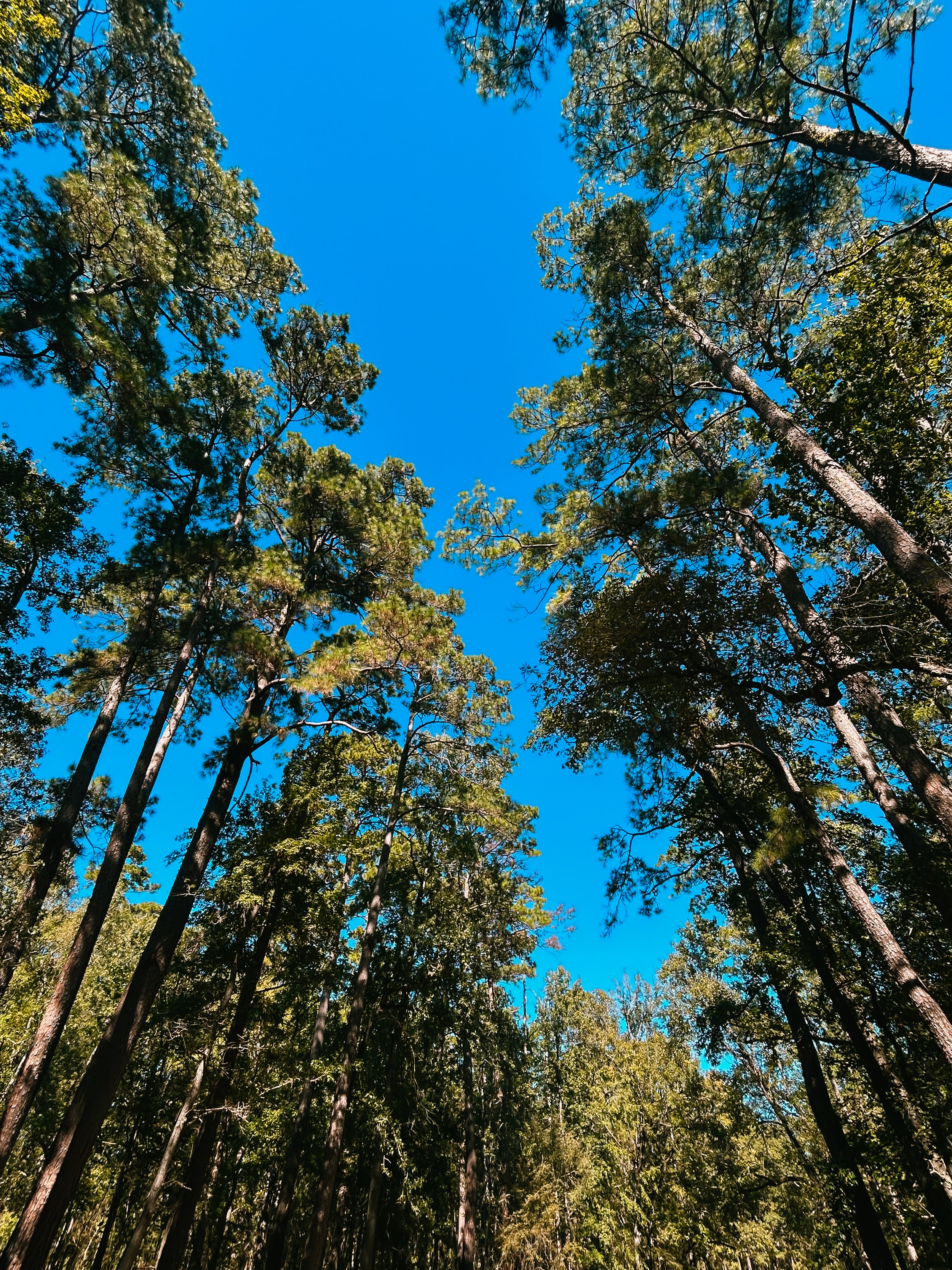 When Life Feels Out of Balance: How to Realign the Five Pillars