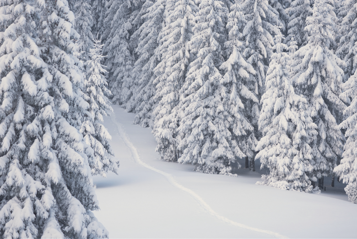 snow covered trees