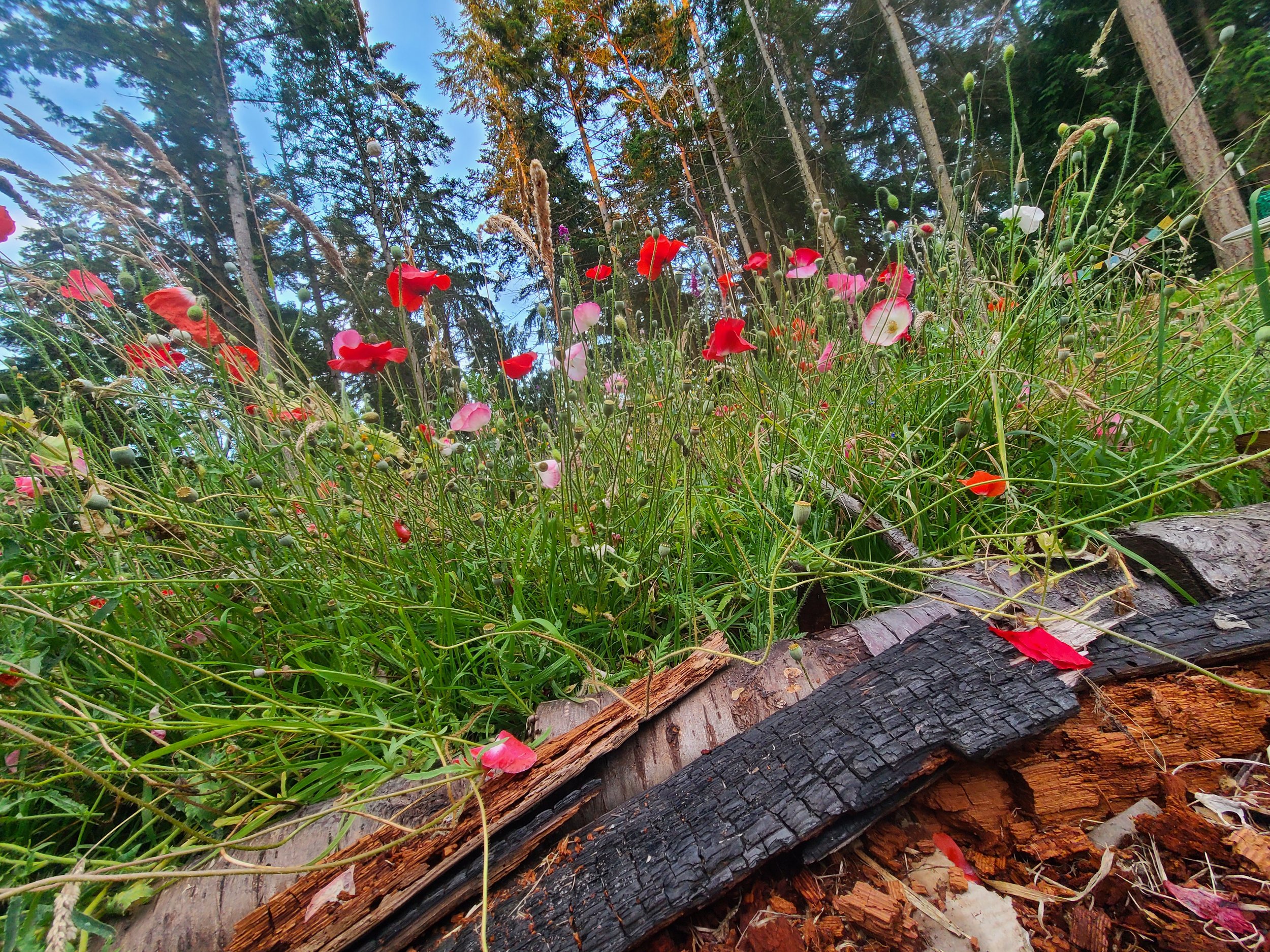 Invitations from the Forest: When the Woods Call You Back to Yourself