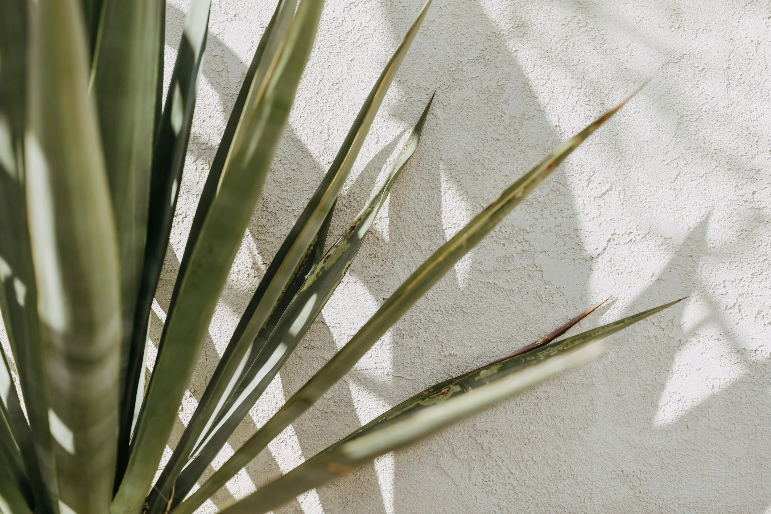 Close-up of a green plant with long, pointed leaves casting shadows on a textured, off-white wall.
