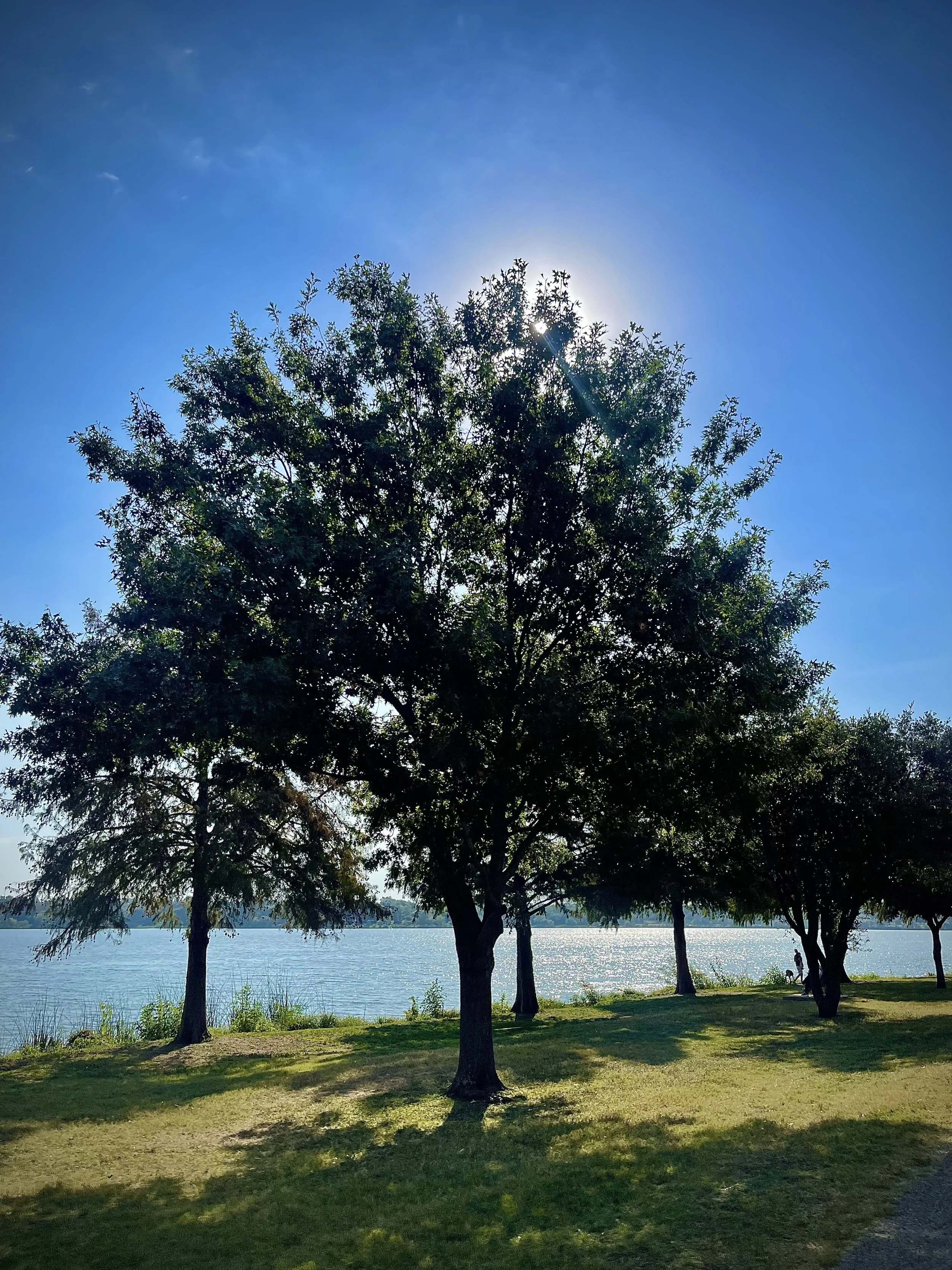 Trees by a lake with the sun shining through the branches on a clear, sunny day.