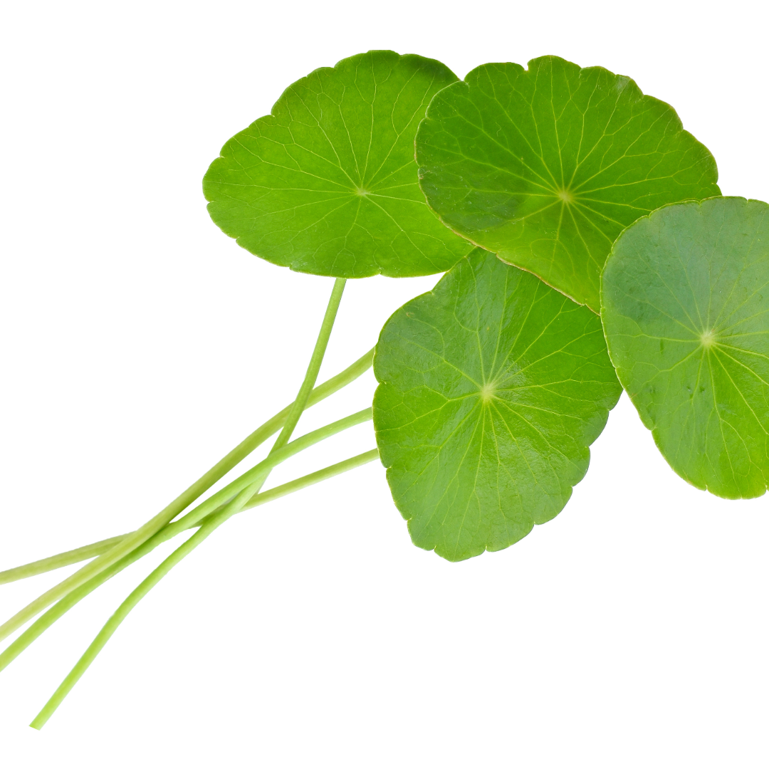 brahmi kola