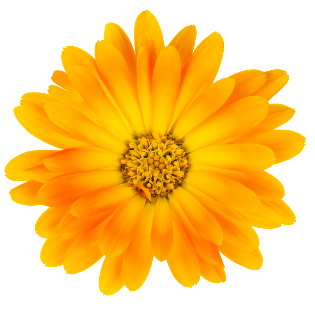 calendula