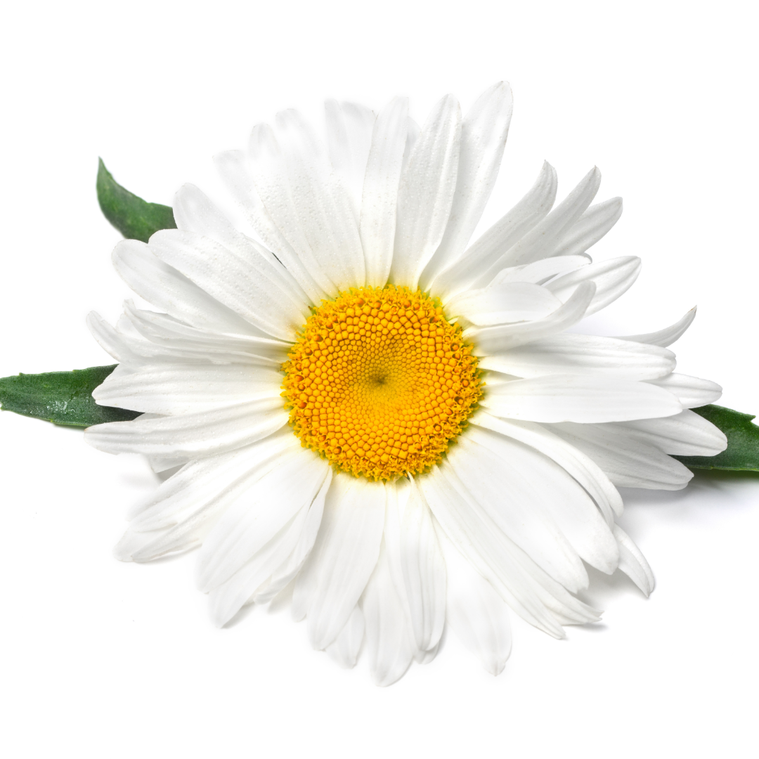 chamomile