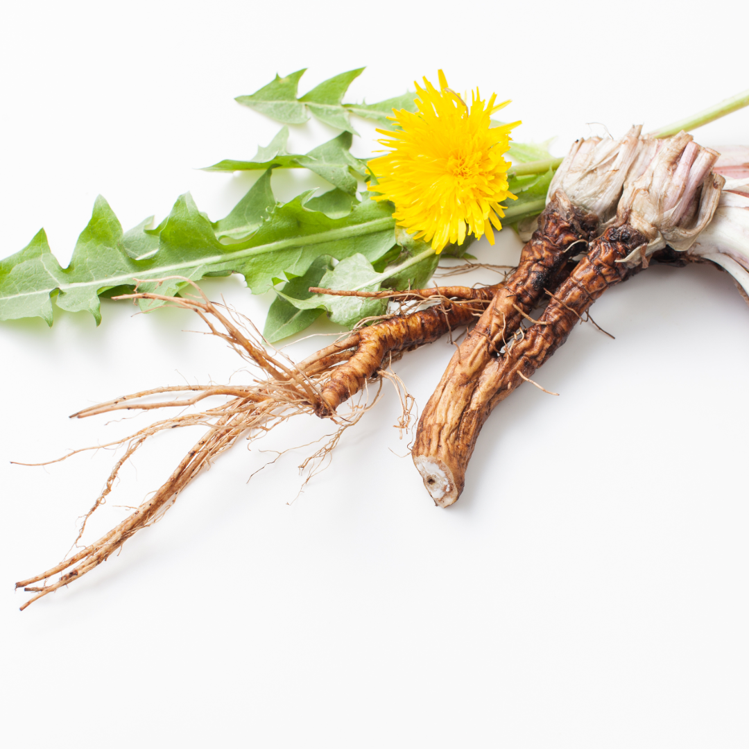 dandelion root