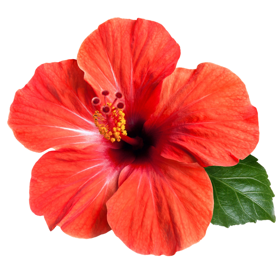 hibiscus
