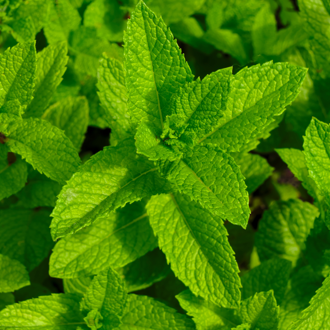 Moroccan mint