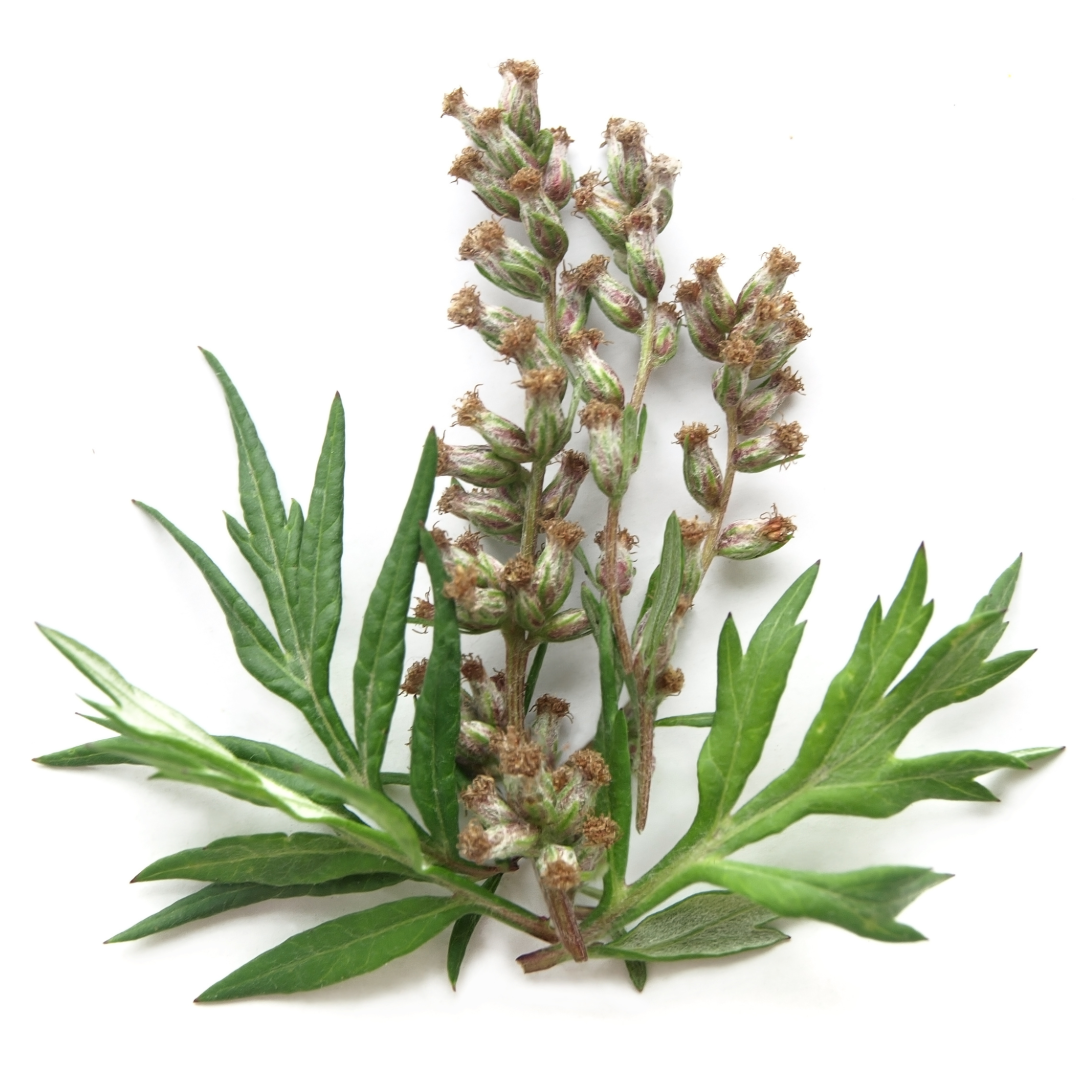 mugwort