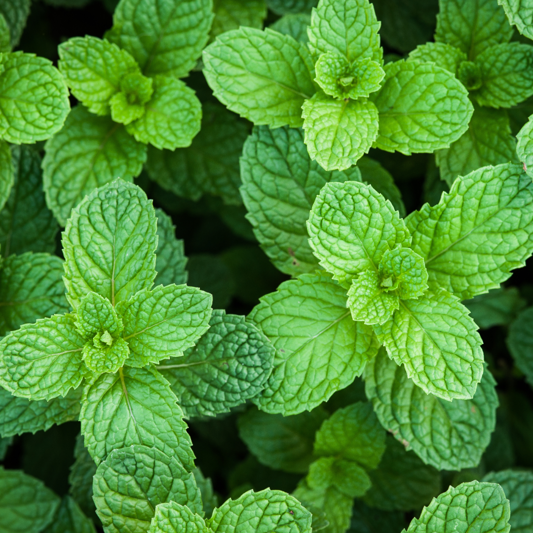 Peppermint