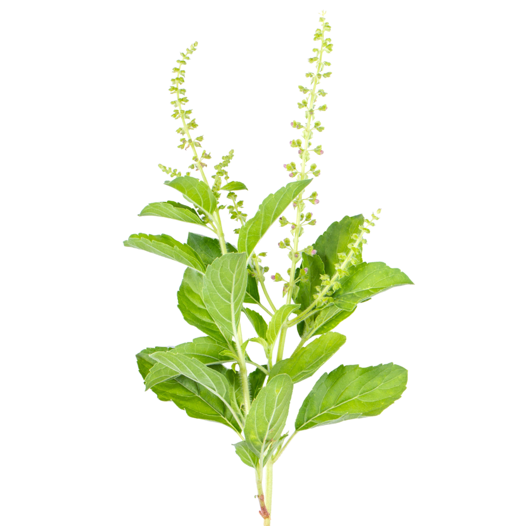 Tulsi