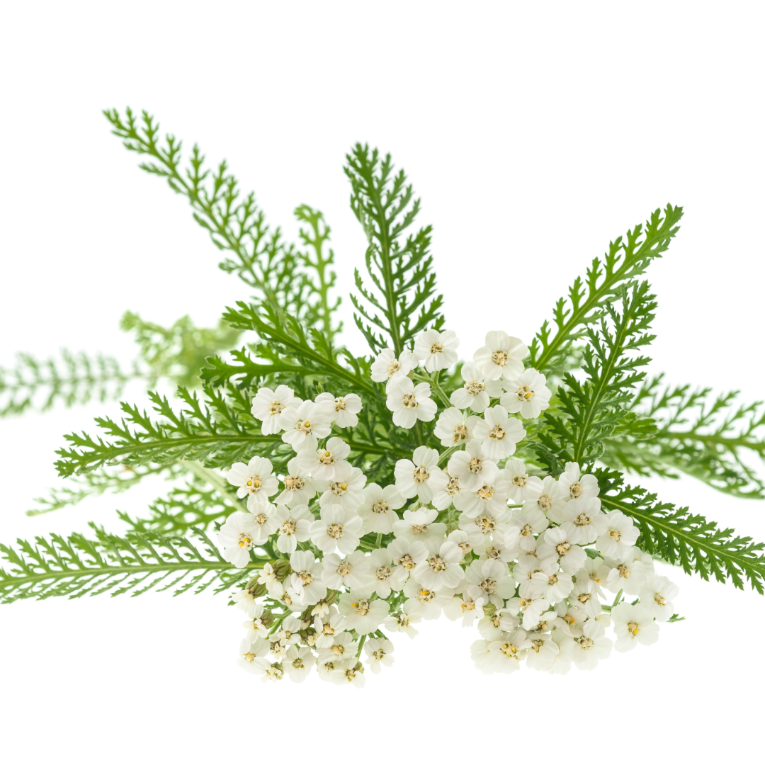 Yarrow