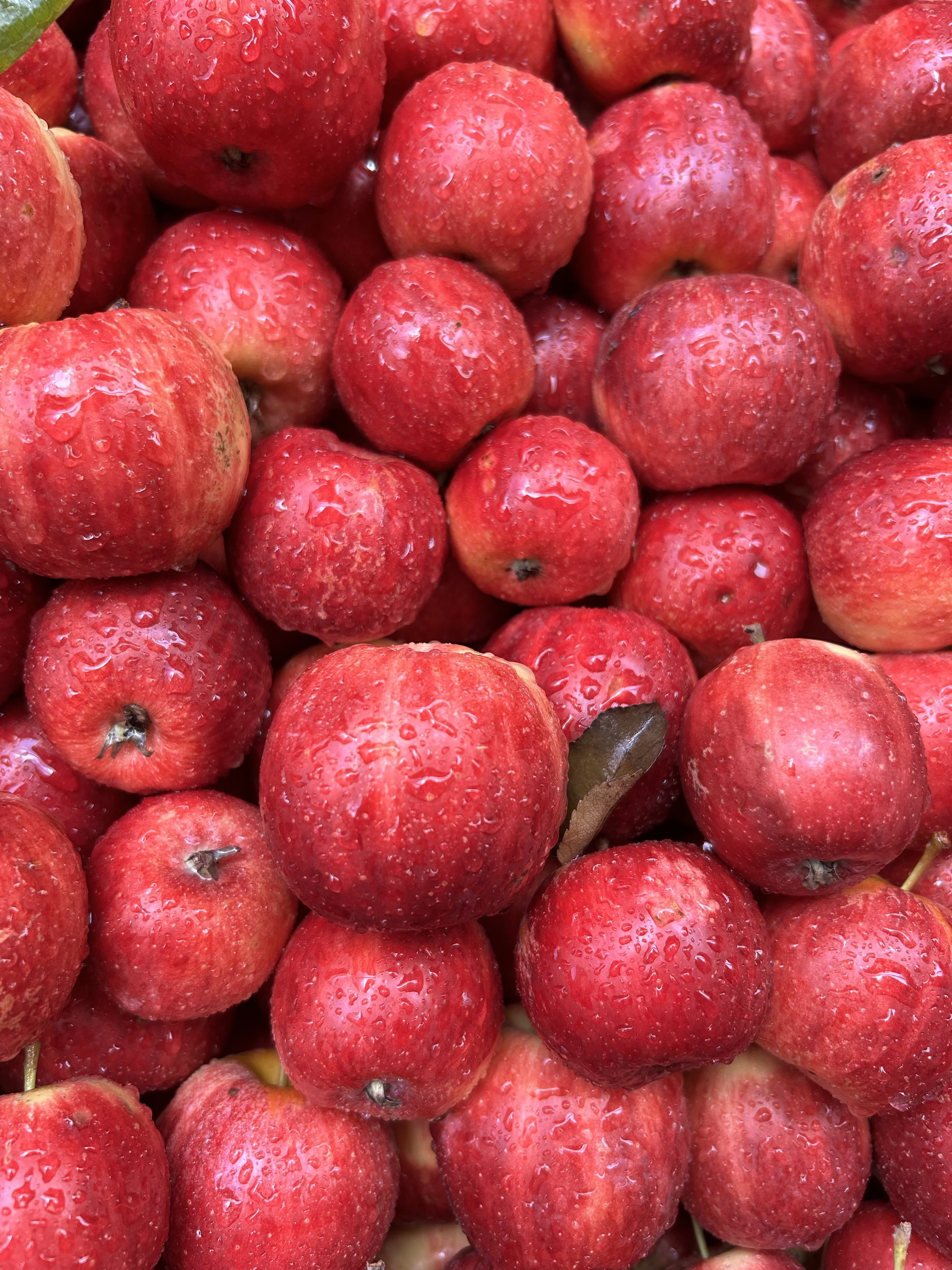 Fresh red apples with water droplets on their surface.