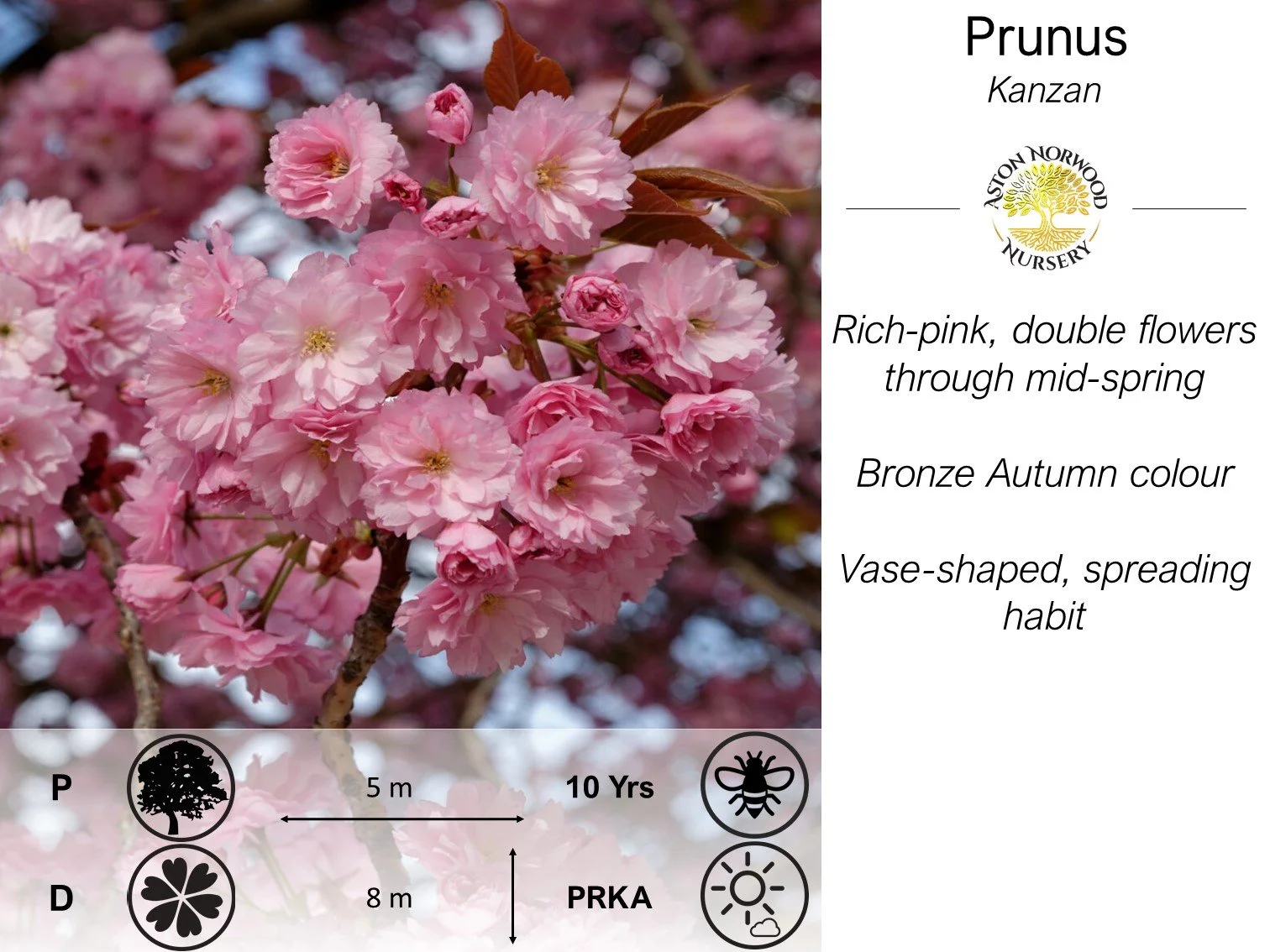 Prunus Kanzan