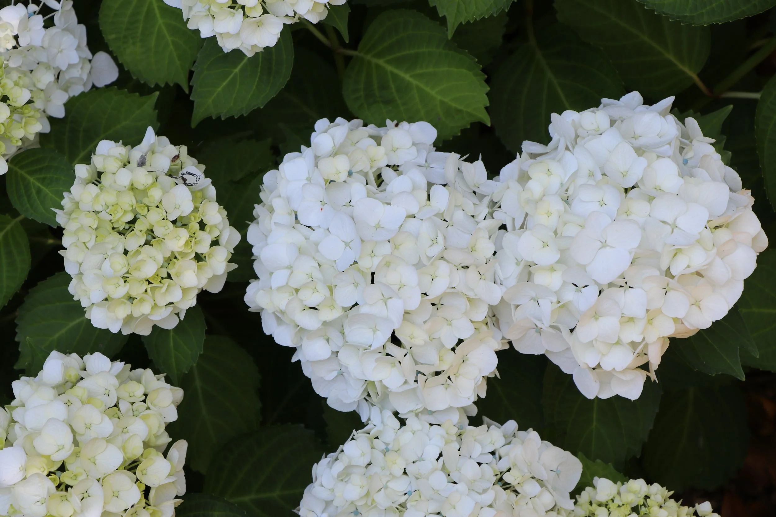 Hydrangea mac. 'Princess Juliana'