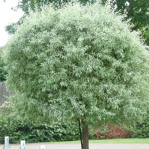 pyrus-pendula.jpg