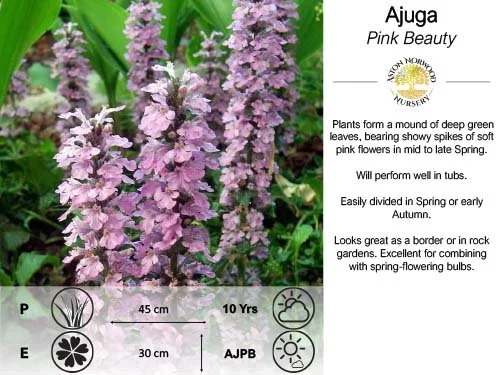 Ajuga Pink Beauty
