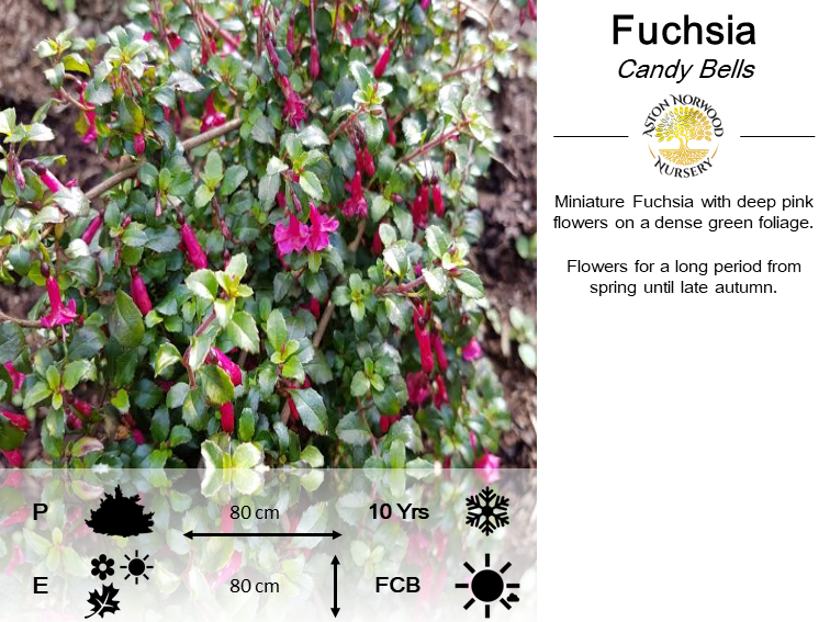 Fuchsia Candy Bells
