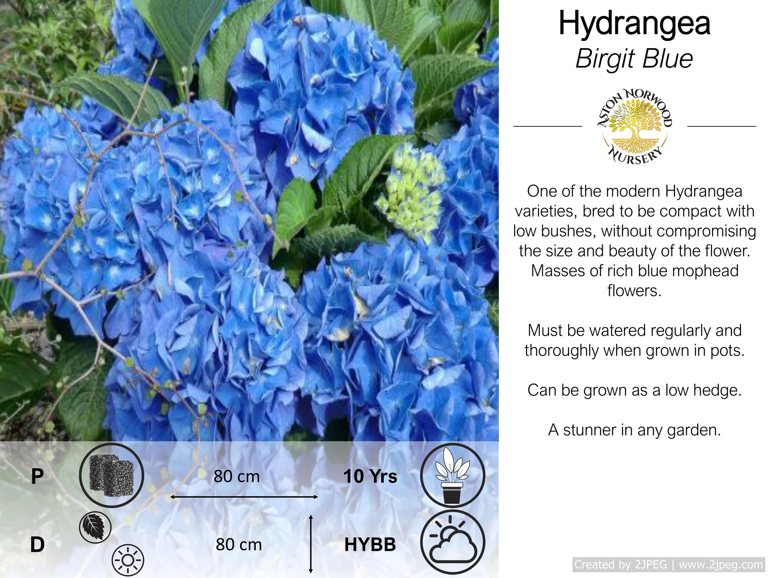 Hydrangea Birgit Blue