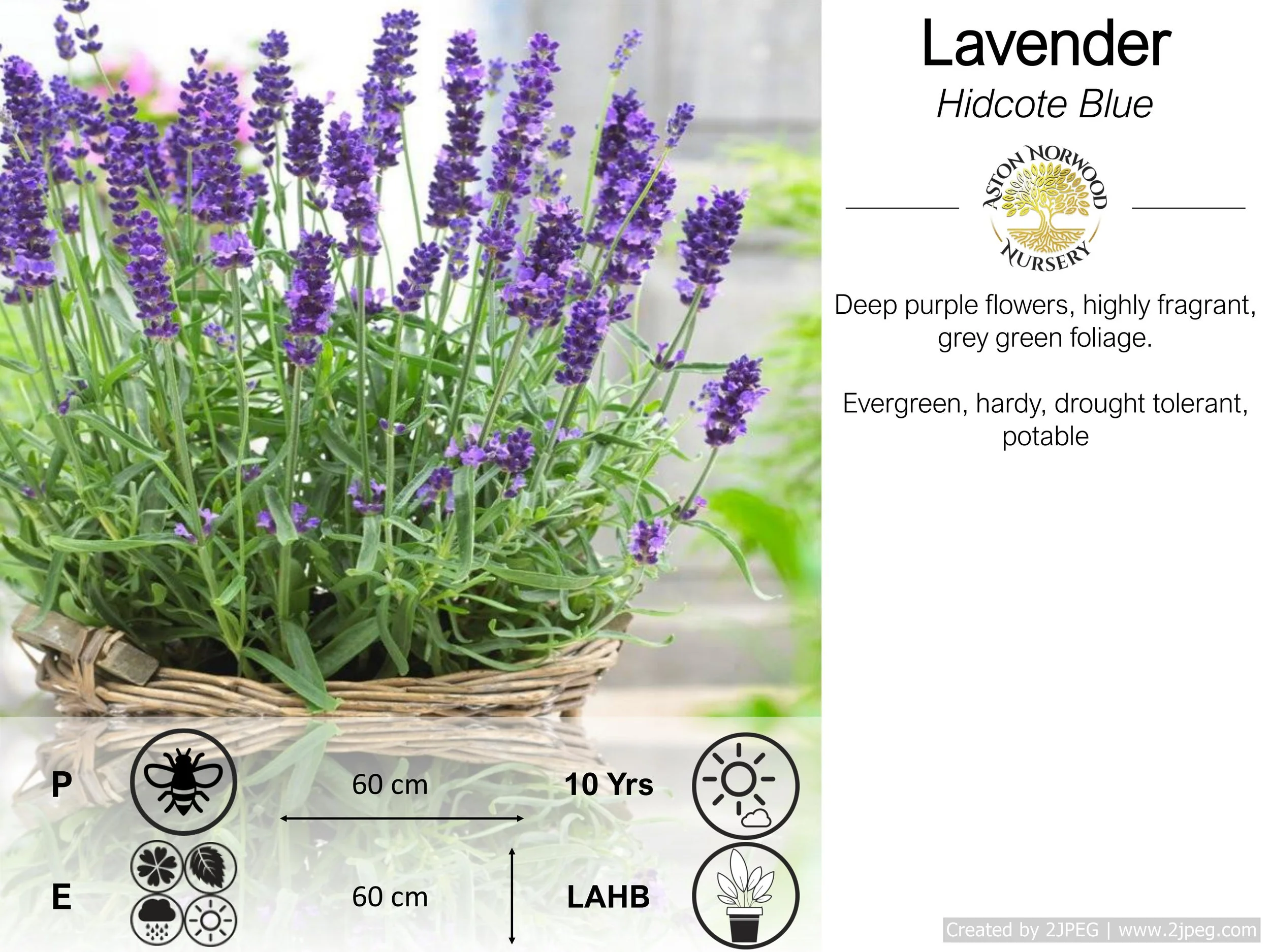 Lavender Hidcote blue