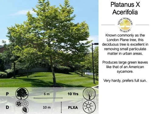 Platanus X Acerifolia(syn P. X Hispanica) London Plane Tree