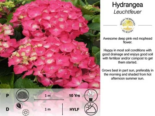 Hydrangea Leuchtfeuer