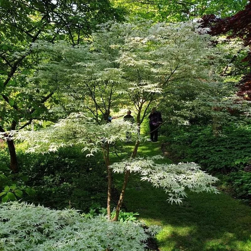 People walking through a lush, green garden with various trees and shrubs in full leaf.