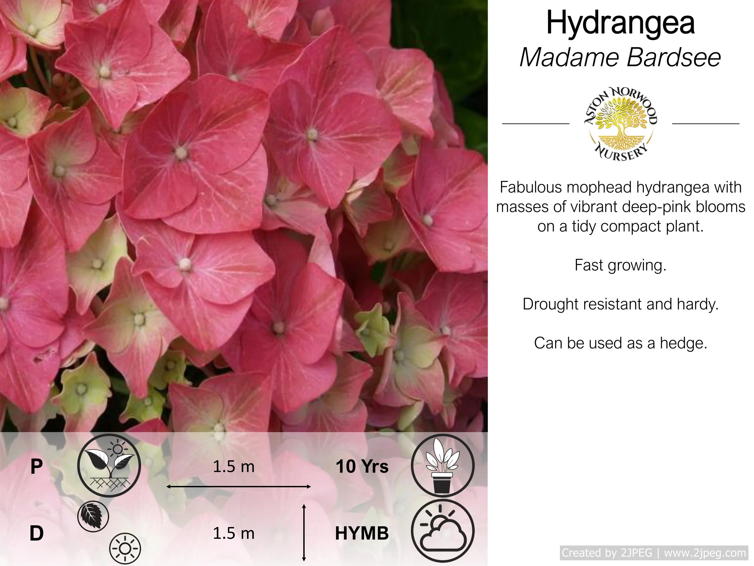 Hydrangea Madame Bardsee