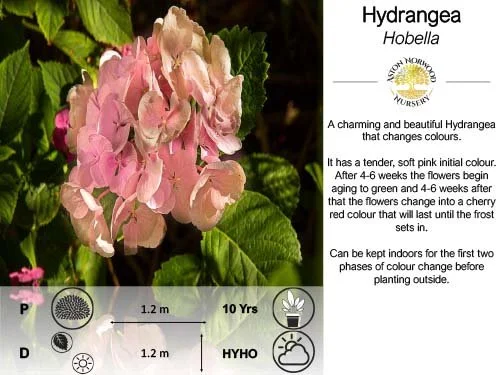 Hydrangea Hobella