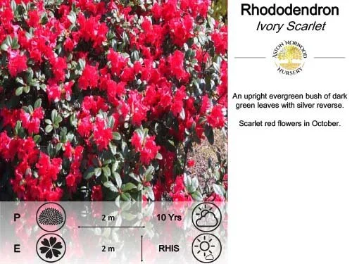 Rhododendron Ivory Scarlet