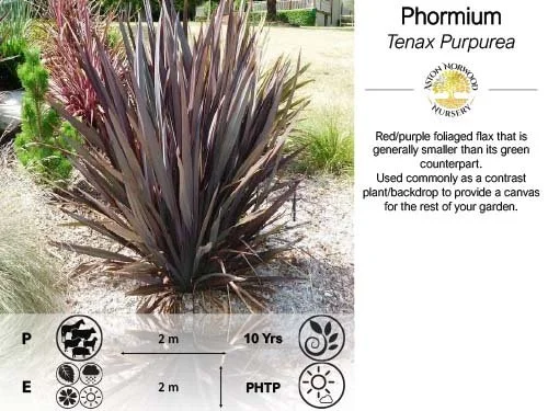 Phormium Tenax Purpurea