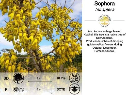 Kowhai (Sophora microphylla)