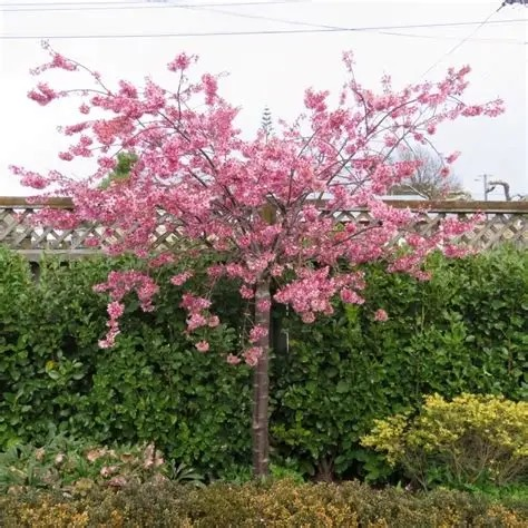 Prunus Jims Delight