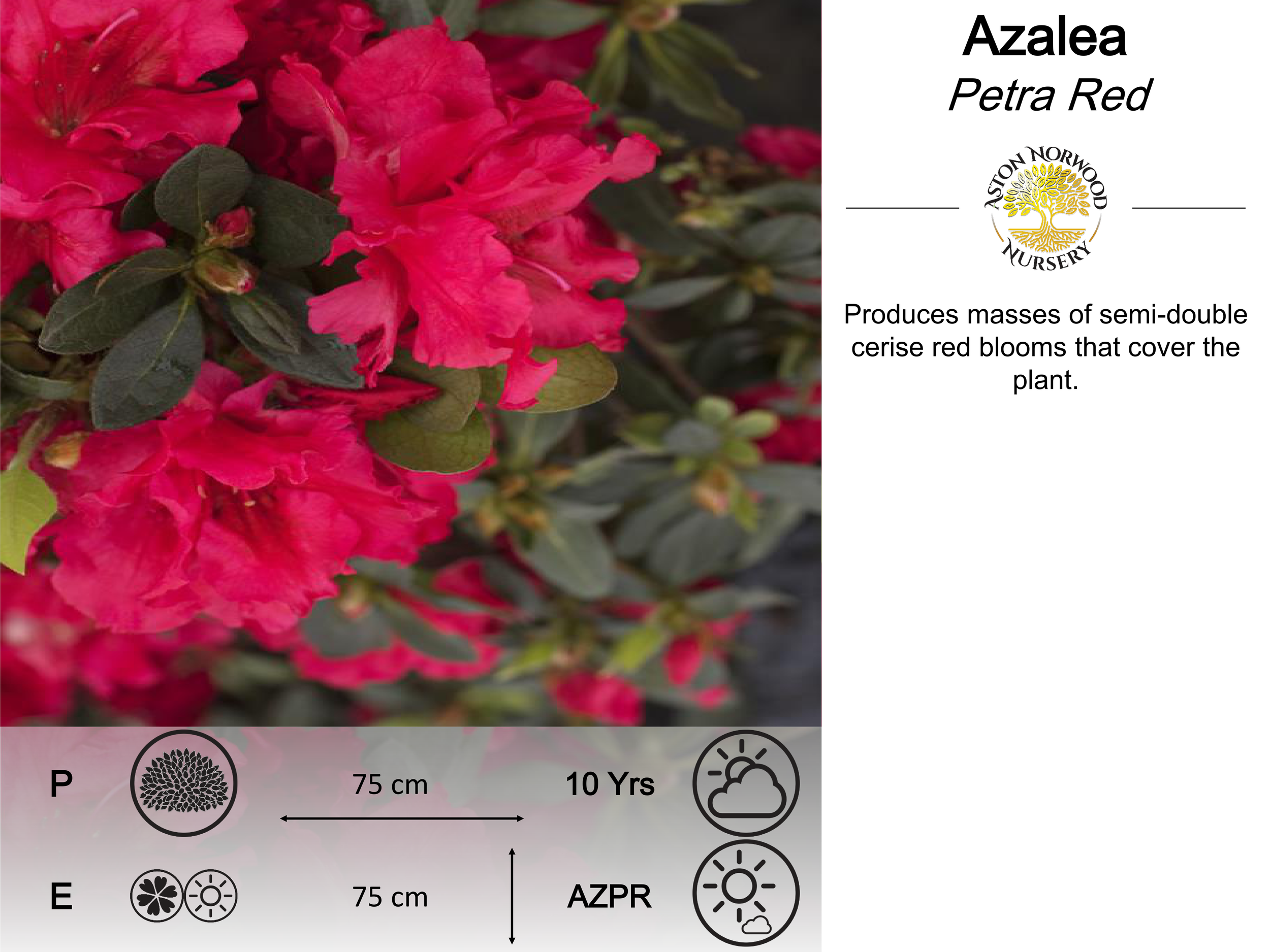 Azalea Petra Red