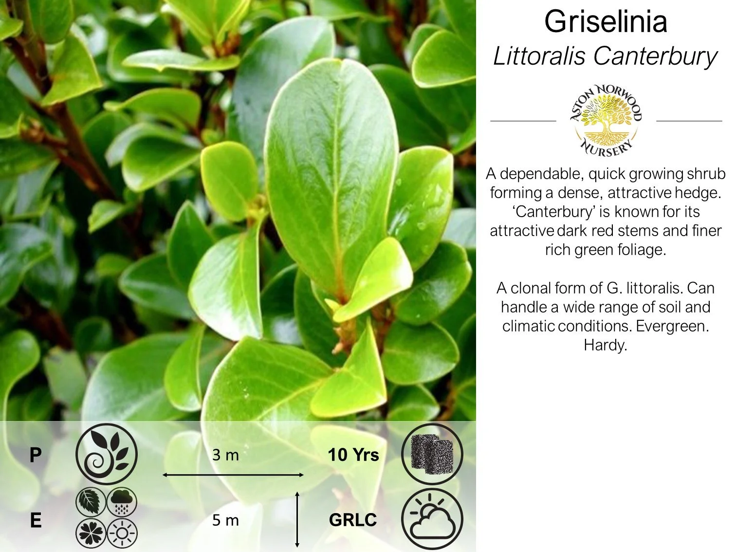 Griselinea Canterbury