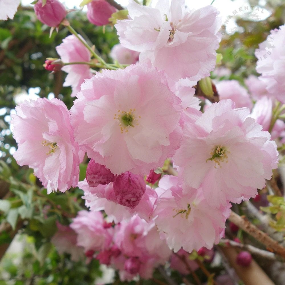 Prunus Pink Perfection
