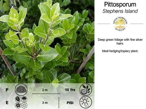 Pittosporum Stephens Island