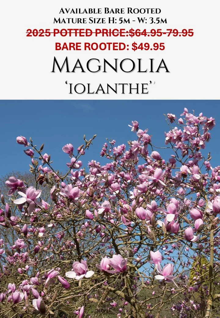 Magnolia Iolanthe