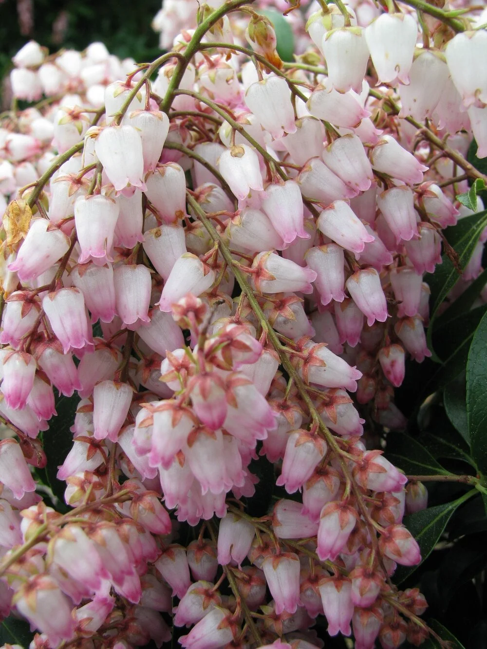 Pieris Tickled Pink