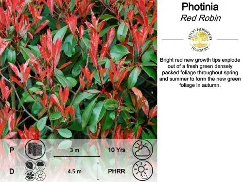 Photinia Red Robin