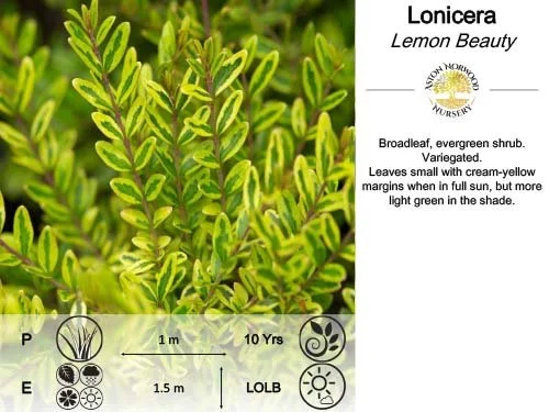 Lonicera Nitida Lemon Beauty (Honeysuckle)